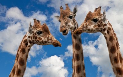 7 secretos lingüísticos para liderar equipos